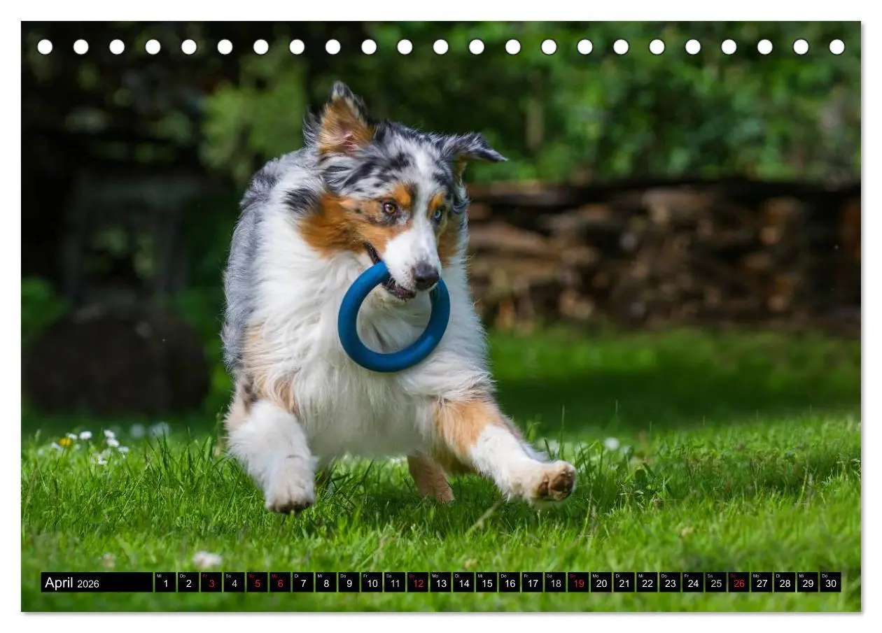 Bild: 9783516029109 | Bekannt wie ein bunter Hund. Australian Shepherd (Tischkalender...