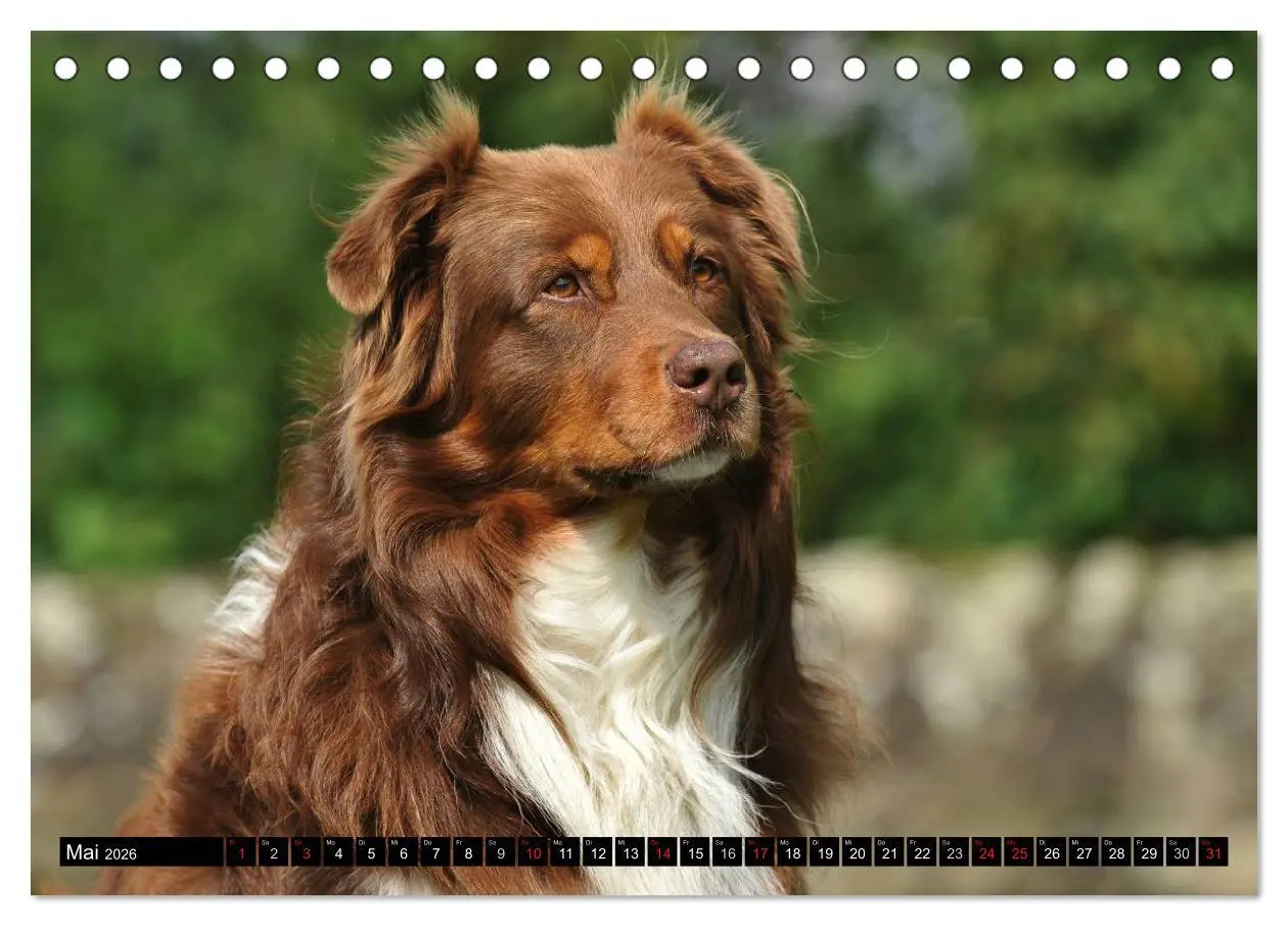 Bild: 9783516029109 | Bekannt wie ein bunter Hund. Australian Shepherd (Tischkalender...