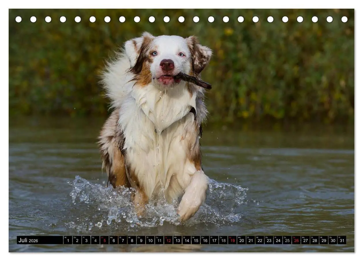Bild: 9783516029109 | Bekannt wie ein bunter Hund. Australian Shepherd (Tischkalender...