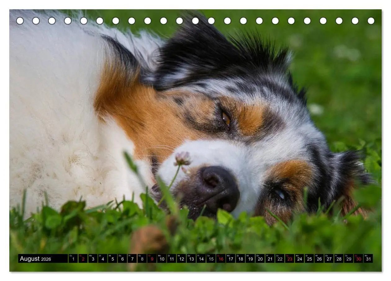 Bild: 9783516029109 | Bekannt wie ein bunter Hund. Australian Shepherd (Tischkalender...