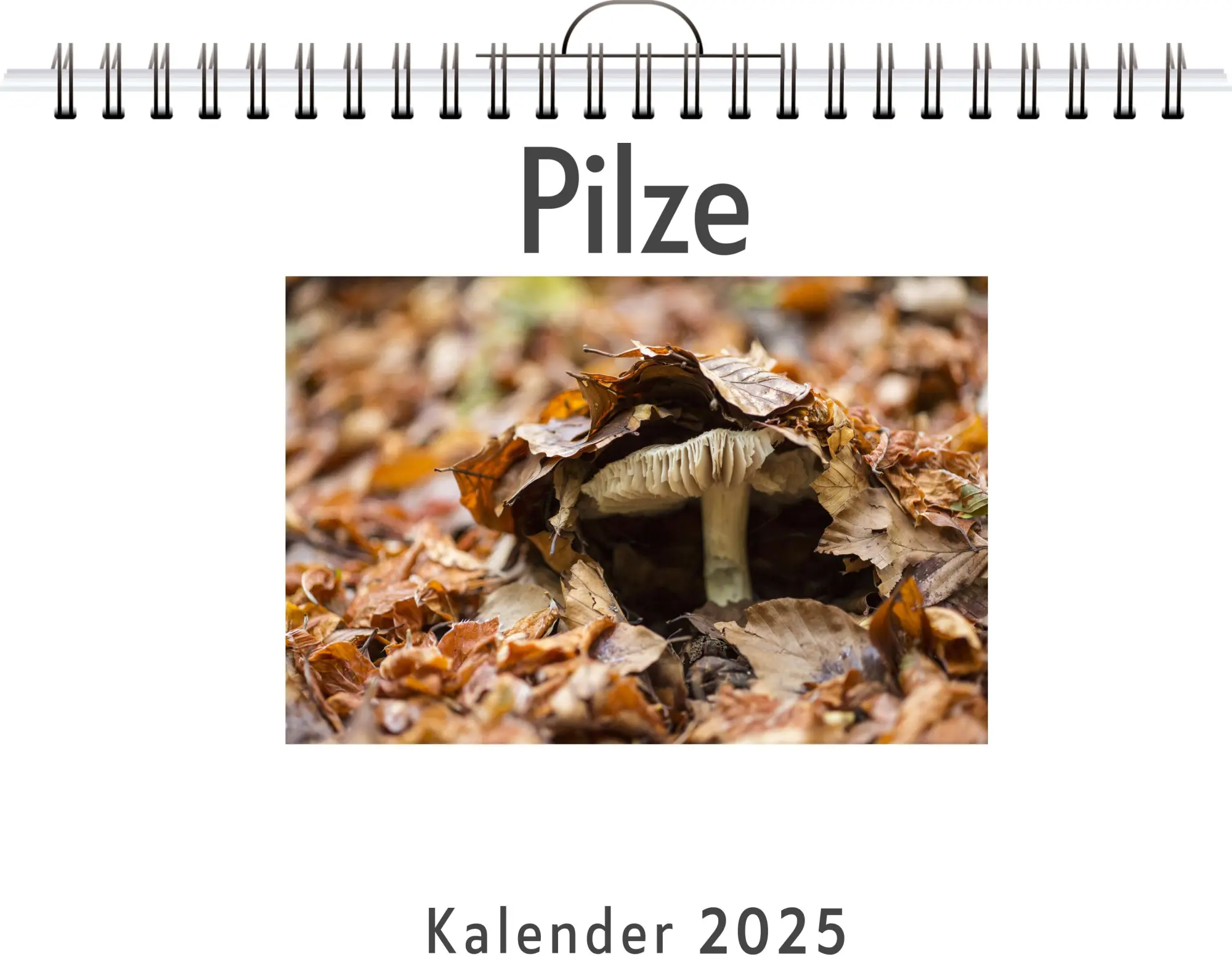 Cover: 9783759129109 | Pilze | Lina Weber | Kalender | Kalender | 14 S. | Deutsch | FlipFlop