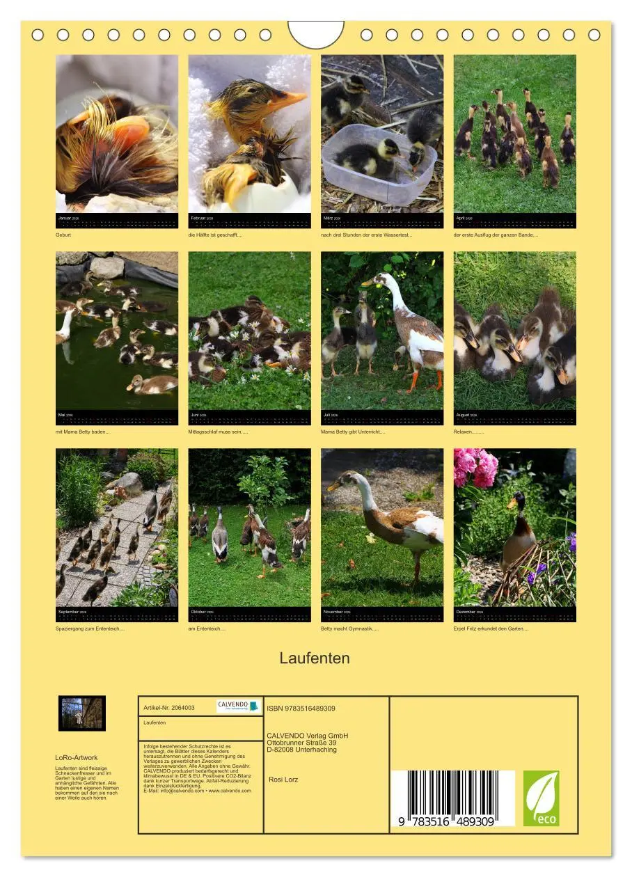 Bild: 9783516489309 | Laufenten (Wandkalender 2026 DIN A4 hoch), CALVENDO Monatskalender