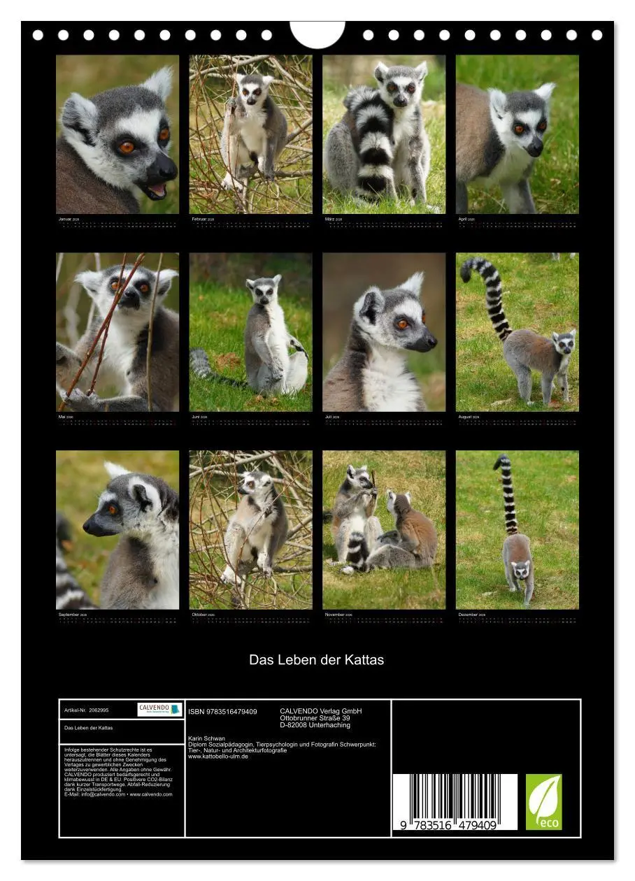 Bild: 9783516479409 | Das Leben der Kattas (Wandkalender 2026 DIN A4 hoch), CALVENDO...