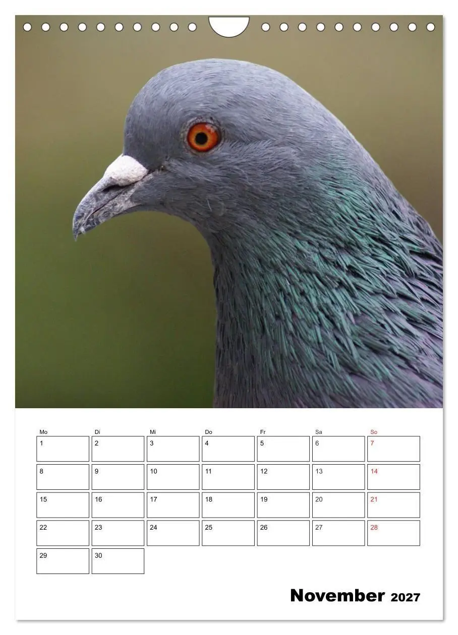 Bild: 9783569949409 | Tauben Terminplaner (Wandkalender 2027 DIN A4 hoch), CALVENDO...