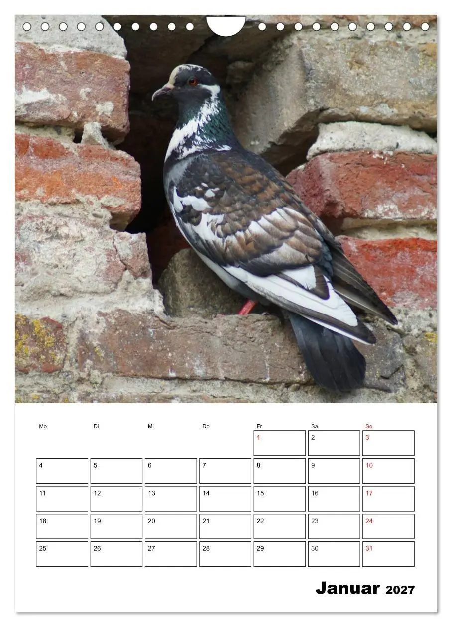 Bild: 9783569949409 | Tauben Terminplaner (Wandkalender 2027 DIN A4 hoch), CALVENDO...