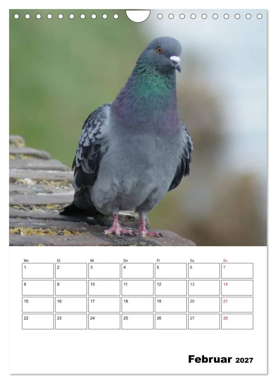 Bild: 9783569949409 | Tauben Terminplaner (Wandkalender 2027 DIN A4 hoch), CALVENDO...