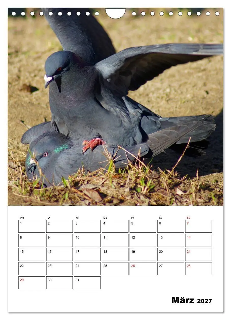 Bild: 9783569949409 | Tauben Terminplaner (Wandkalender 2027 DIN A4 hoch), CALVENDO...