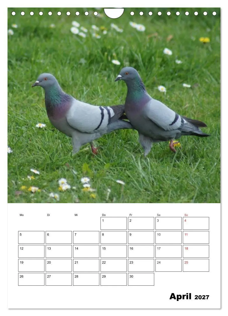 Bild: 9783569949409 | Tauben Terminplaner (Wandkalender 2027 DIN A4 hoch), CALVENDO...