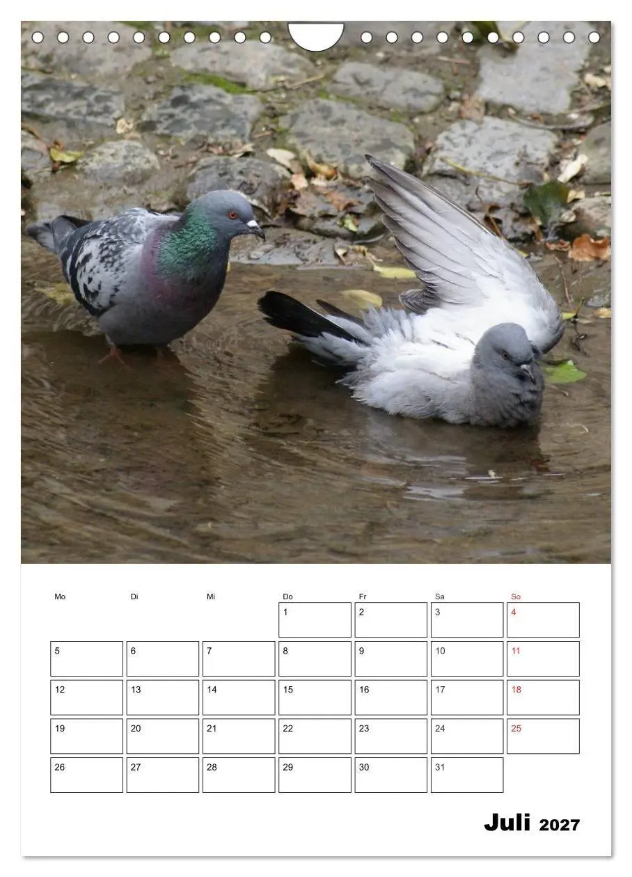 Bild: 9783569949409 | Tauben Terminplaner (Wandkalender 2027 DIN A4 hoch), CALVENDO...