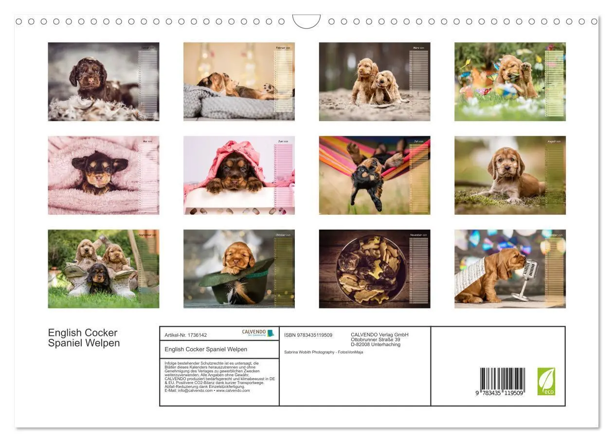 Bild: 9783435119509 | English Cocker Spaniel Welpen (Wandkalender 2025 DIN A3 quer),...