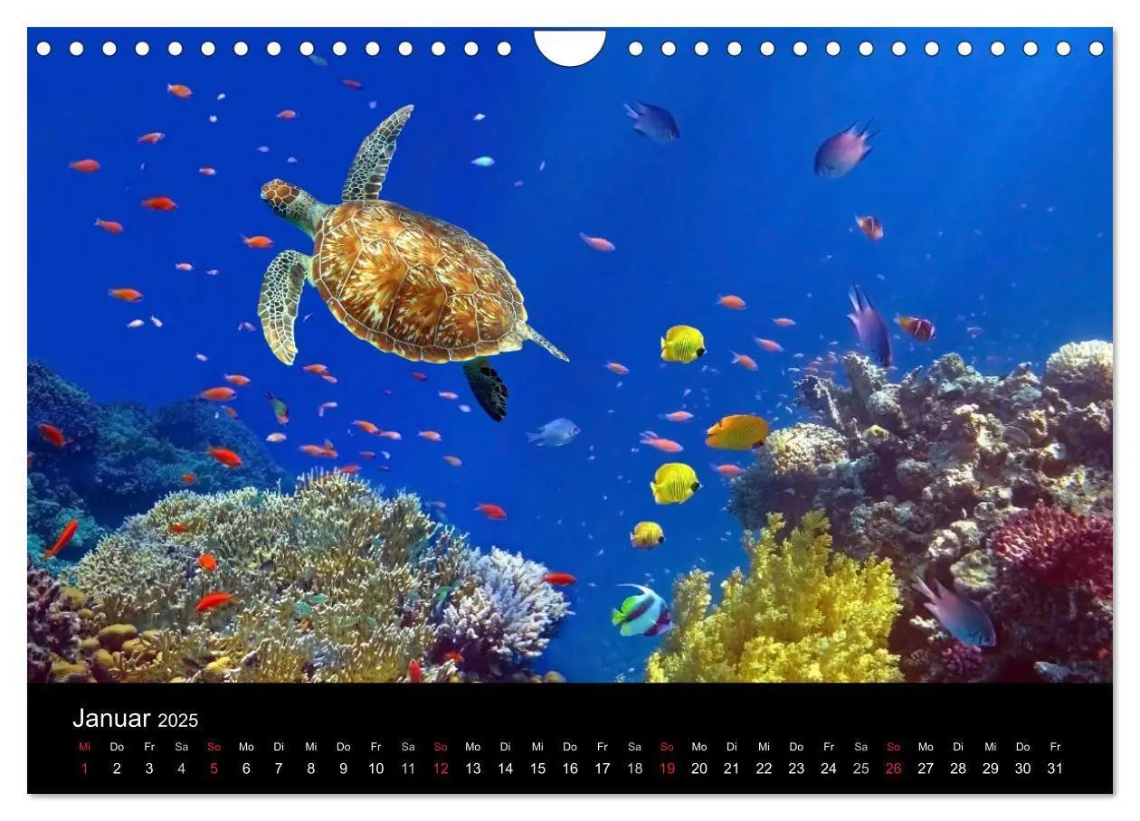 Bild: 9783435659609 | Träume unter Wasser (Wandkalender 2025 DIN A4 quer), CALVENDO...