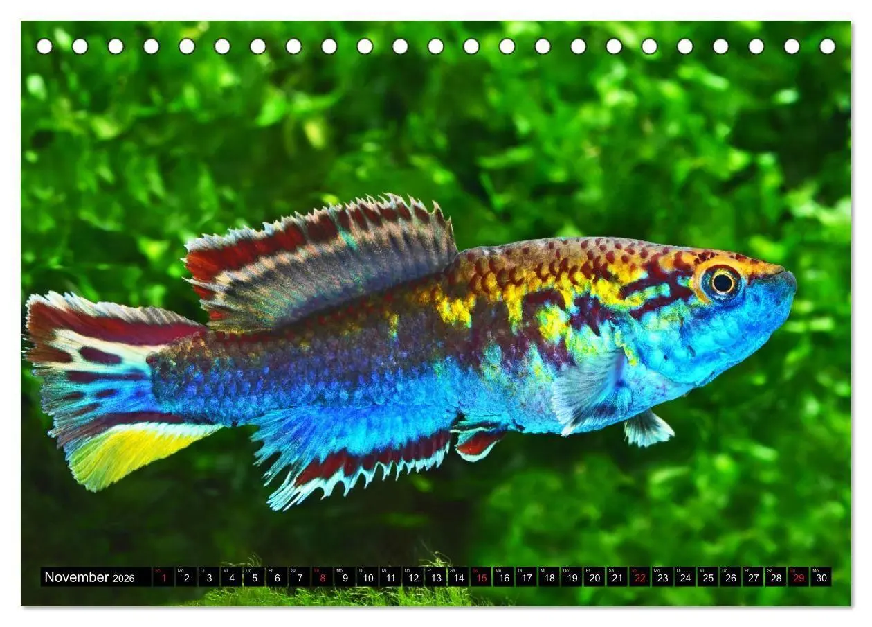 Bild: 9783457989609 | Bunte Fische der Welt - Killifische (Tischkalender 2026 DIN A5...