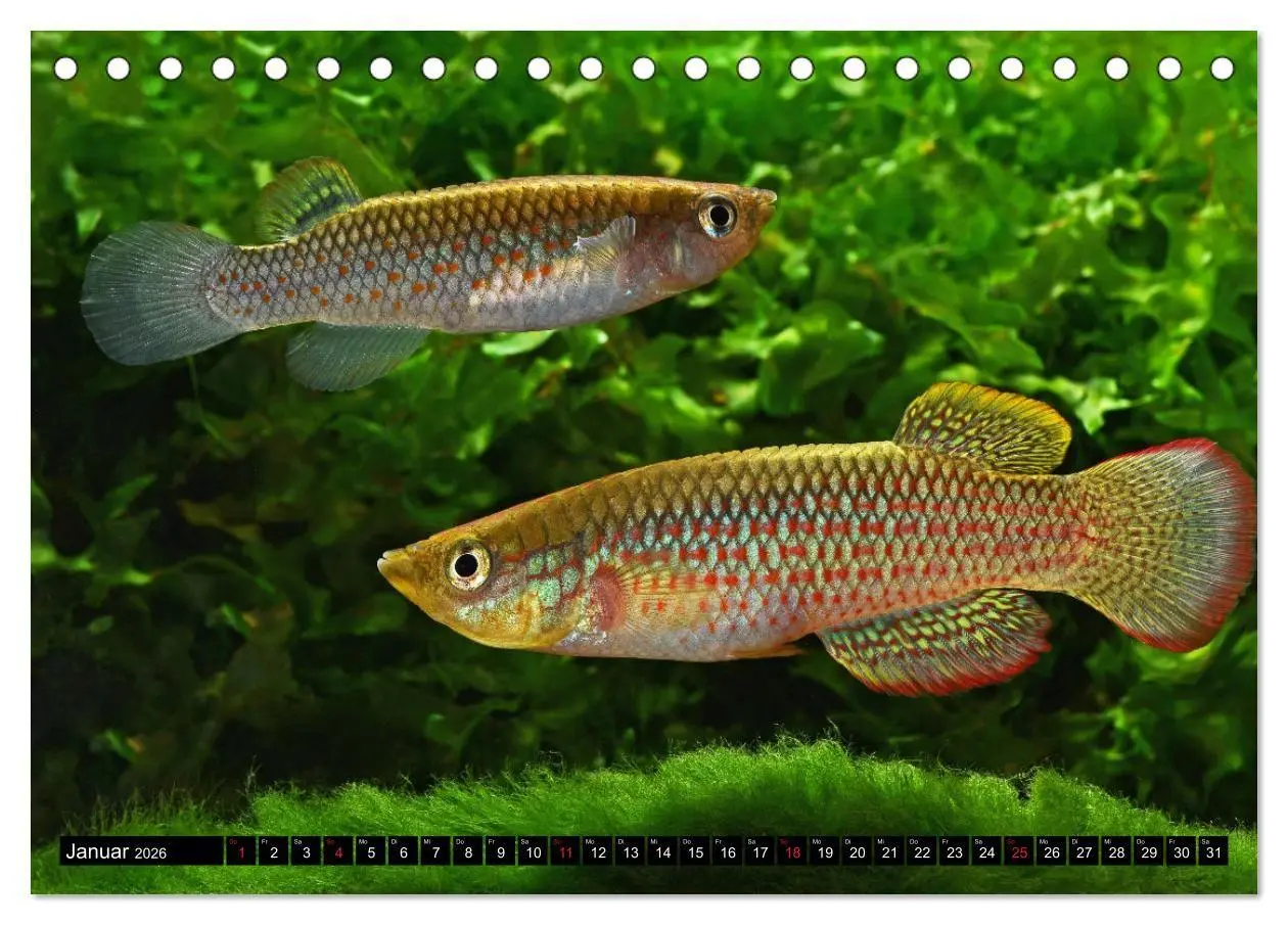 Bild: 9783457989609 | Bunte Fische der Welt - Killifische (Tischkalender 2026 DIN A5...