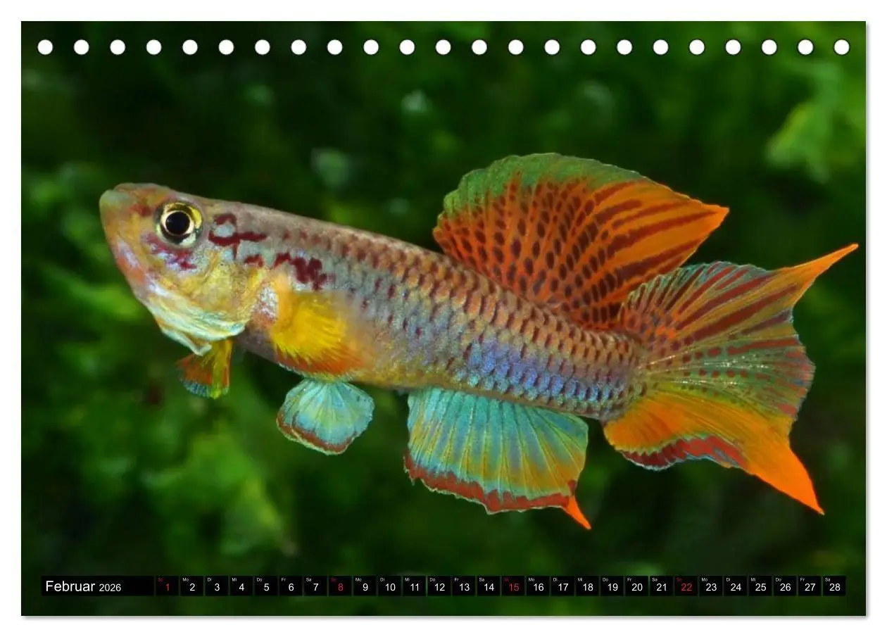 Bild: 9783457989609 | Bunte Fische der Welt - Killifische (Tischkalender 2026 DIN A5...