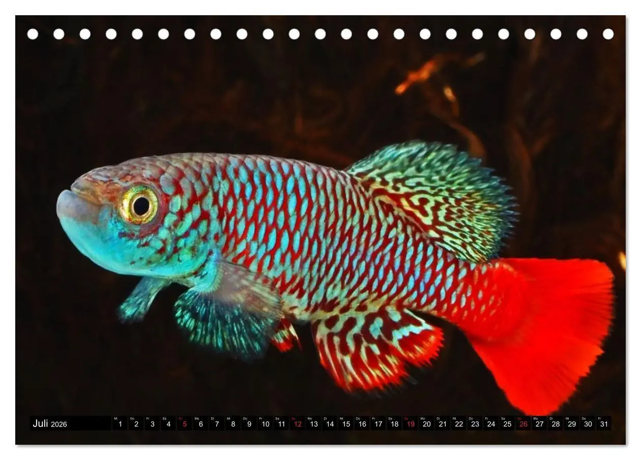 Bild: 9783457989609 | Bunte Fische der Welt - Killifische (Tischkalender 2026 DIN A5...