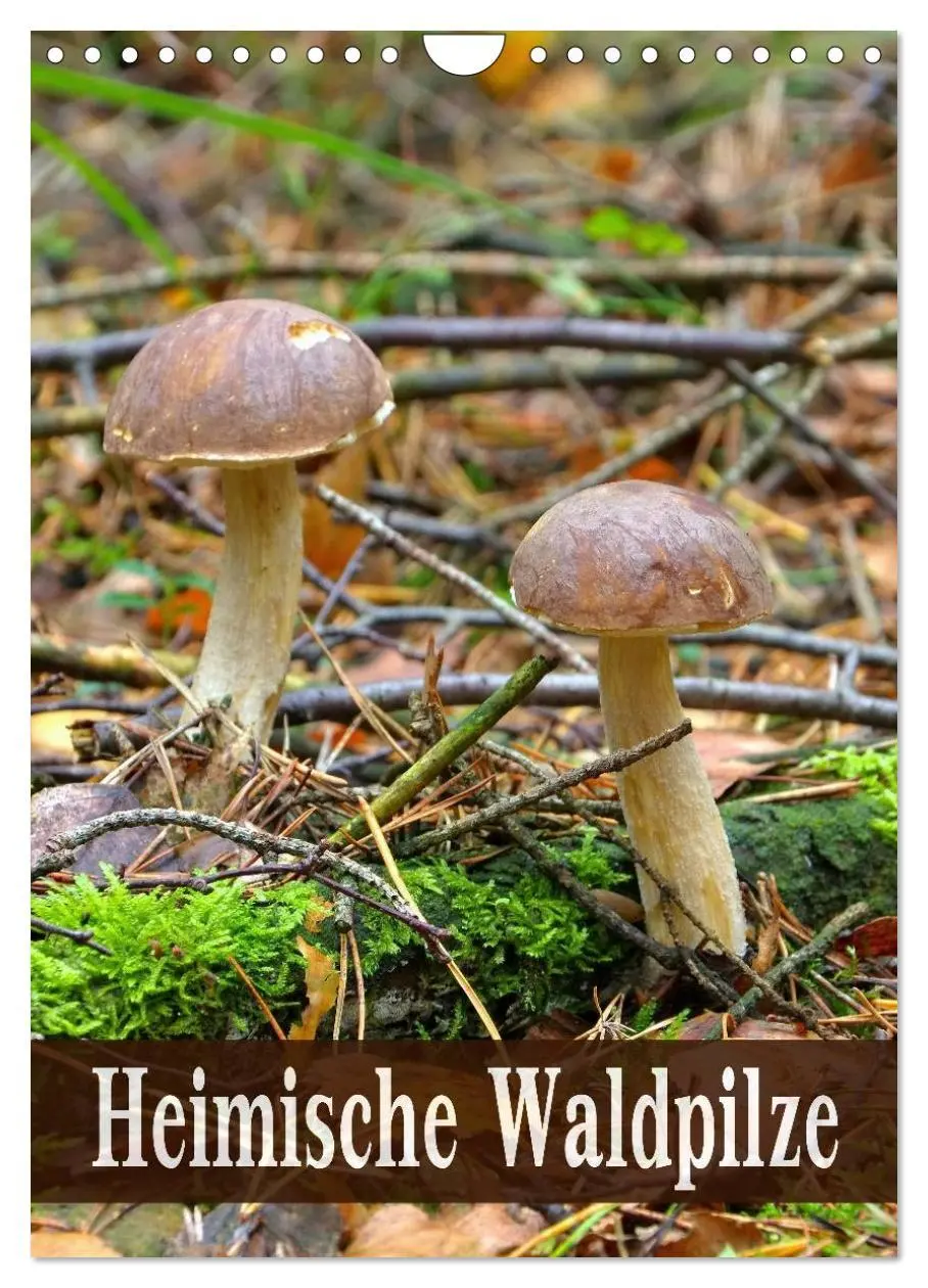 Cover: 9783516459609 | Heimische Waldpilze (Wandkalender 2026 DIN A4 hoch), CALVENDO...