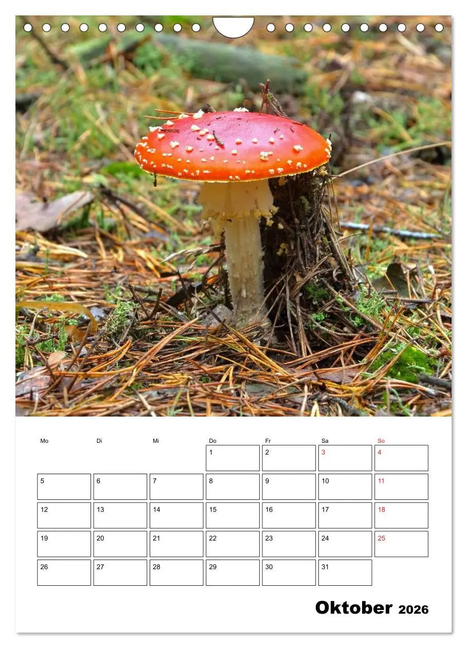 Bild: 9783516459609 | Heimische Waldpilze (Wandkalender 2026 DIN A4 hoch), CALVENDO...