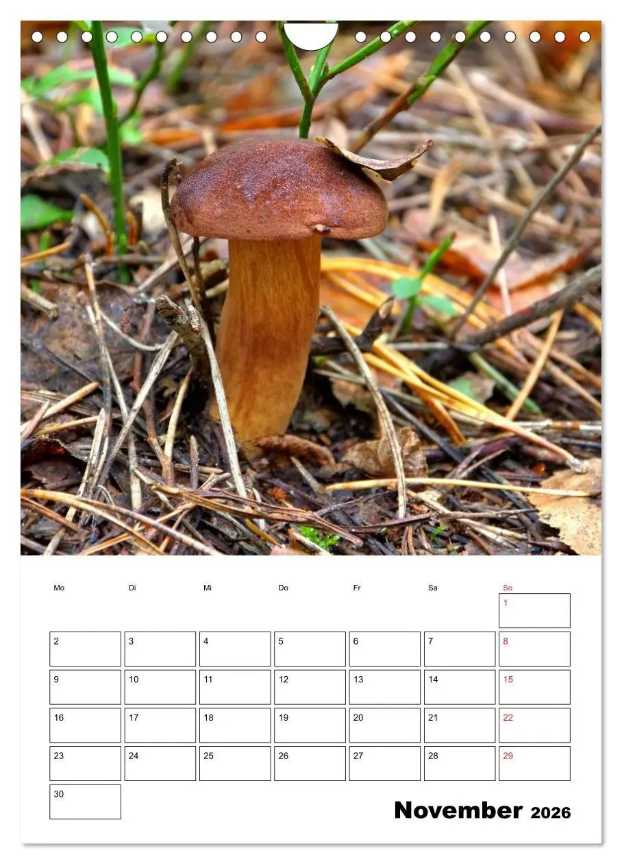 Bild: 9783516459609 | Heimische Waldpilze (Wandkalender 2026 DIN A4 hoch), CALVENDO...
