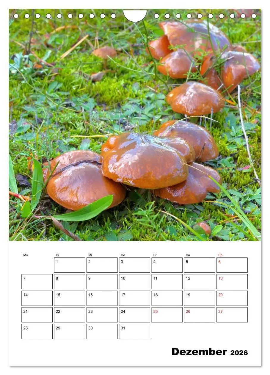 Bild: 9783516459609 | Heimische Waldpilze (Wandkalender 2026 DIN A4 hoch), CALVENDO...