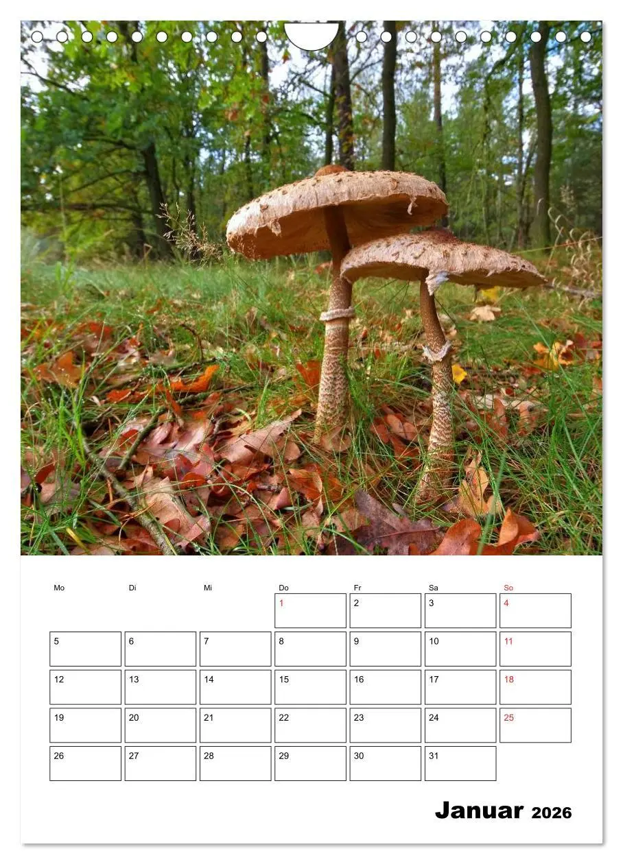 Bild: 9783516459609 | Heimische Waldpilze (Wandkalender 2026 DIN A4 hoch), CALVENDO...