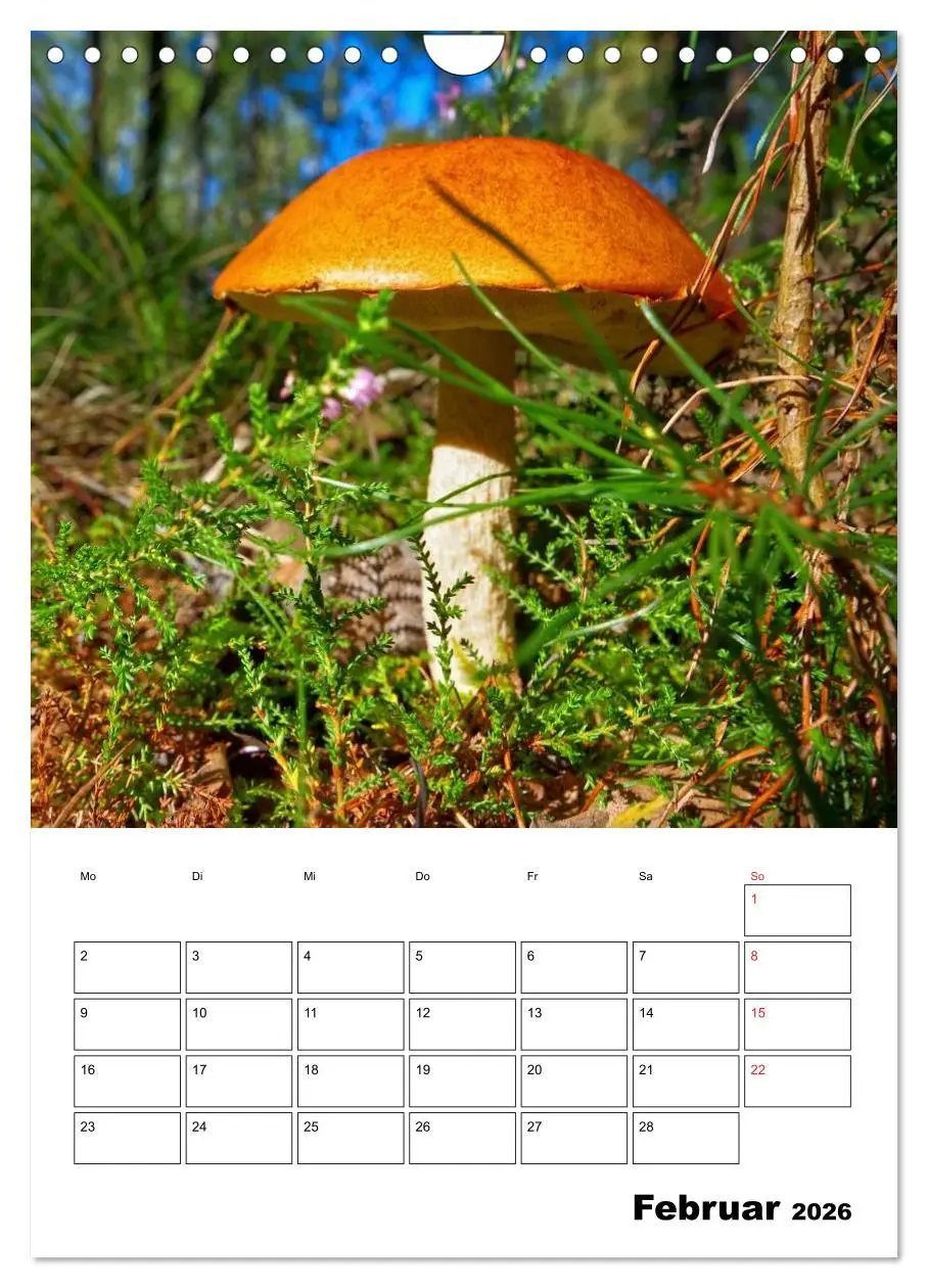 Bild: 9783516459609 | Heimische Waldpilze (Wandkalender 2026 DIN A4 hoch), CALVENDO...