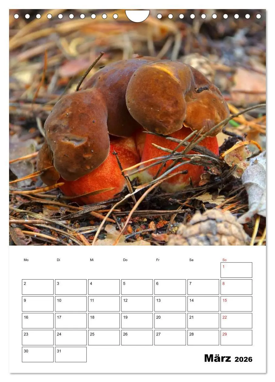 Bild: 9783516459609 | Heimische Waldpilze (Wandkalender 2026 DIN A4 hoch), CALVENDO...