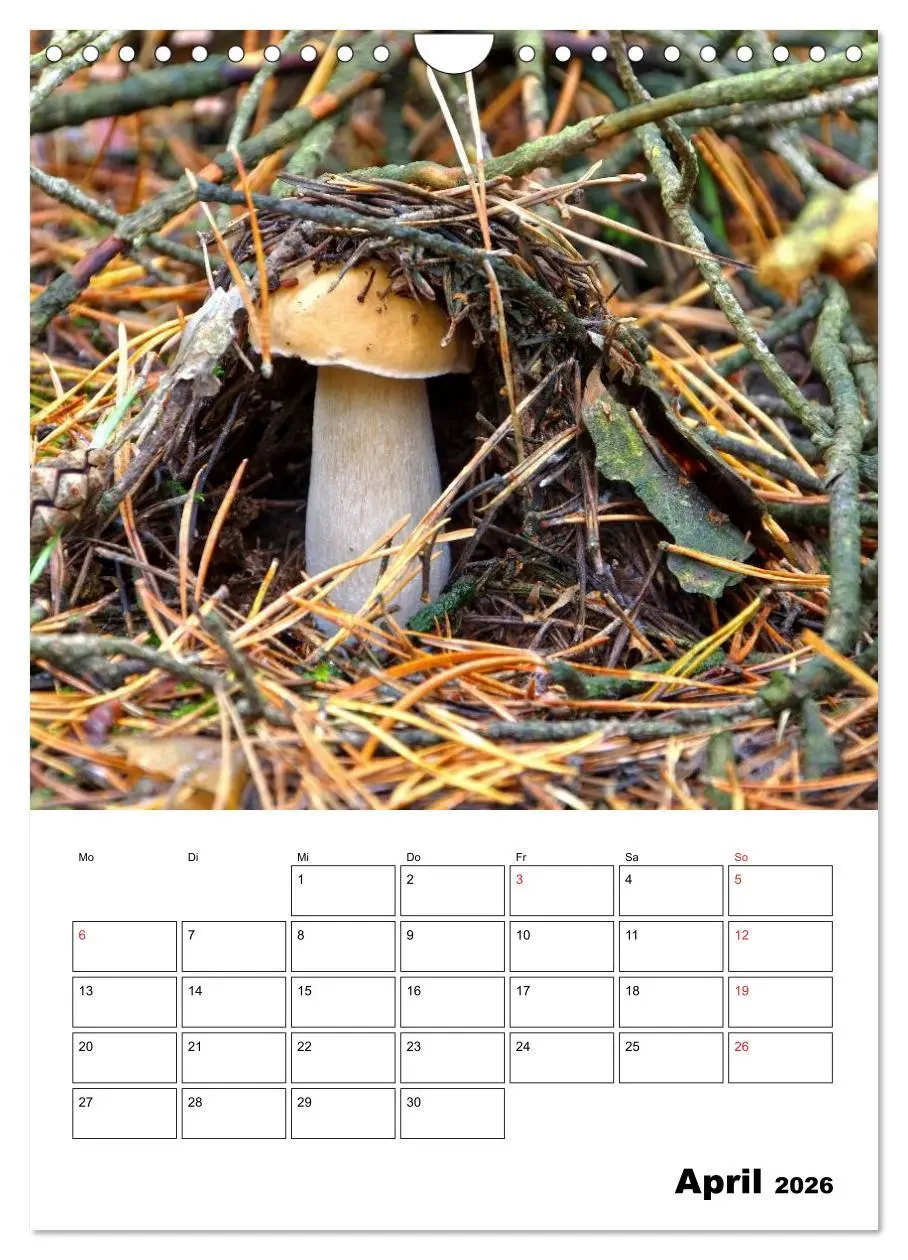 Bild: 9783516459609 | Heimische Waldpilze (Wandkalender 2026 DIN A4 hoch), CALVENDO...