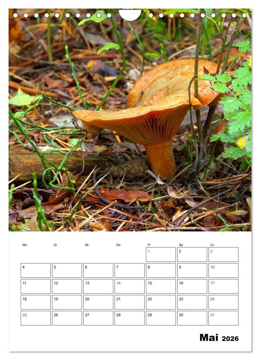 Bild: 9783516459609 | Heimische Waldpilze (Wandkalender 2026 DIN A4 hoch), CALVENDO...