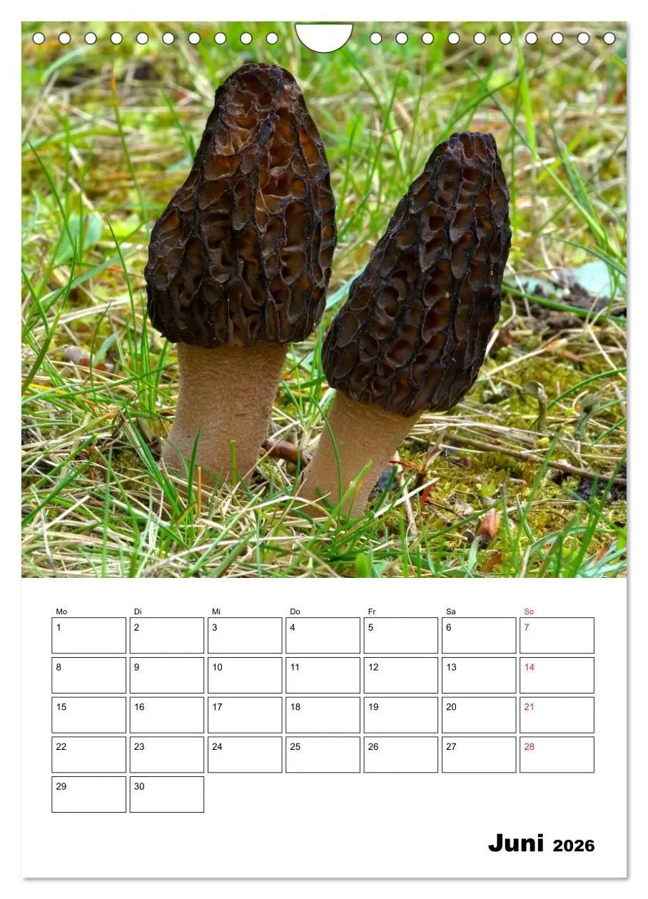 Bild: 9783516459609 | Heimische Waldpilze (Wandkalender 2026 DIN A4 hoch), CALVENDO...