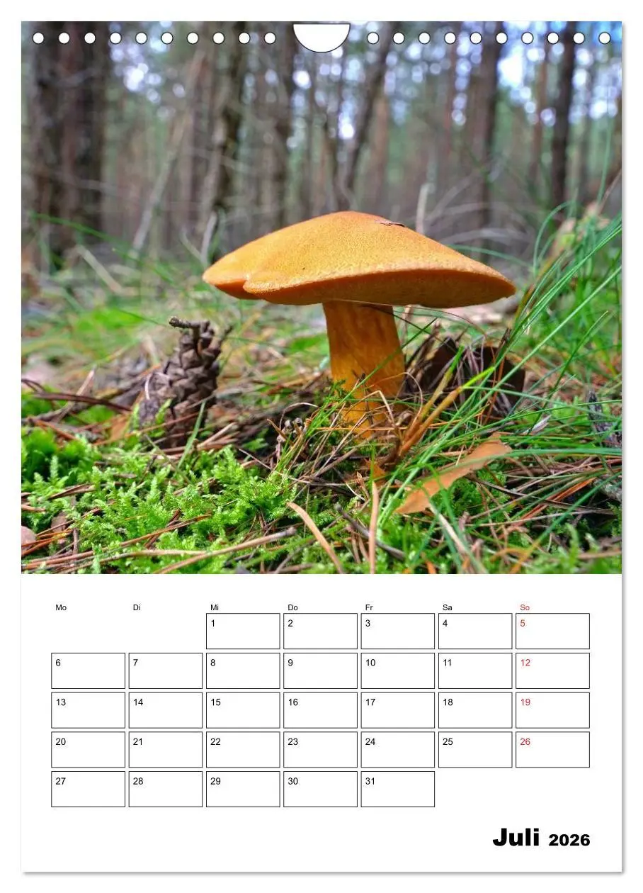 Bild: 9783516459609 | Heimische Waldpilze (Wandkalender 2026 DIN A4 hoch), CALVENDO...