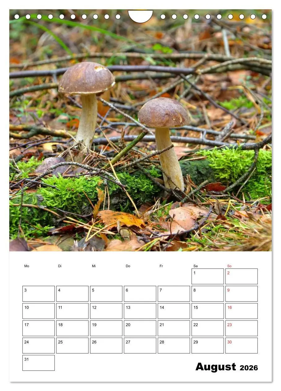 Bild: 9783516459609 | Heimische Waldpilze (Wandkalender 2026 DIN A4 hoch), CALVENDO...