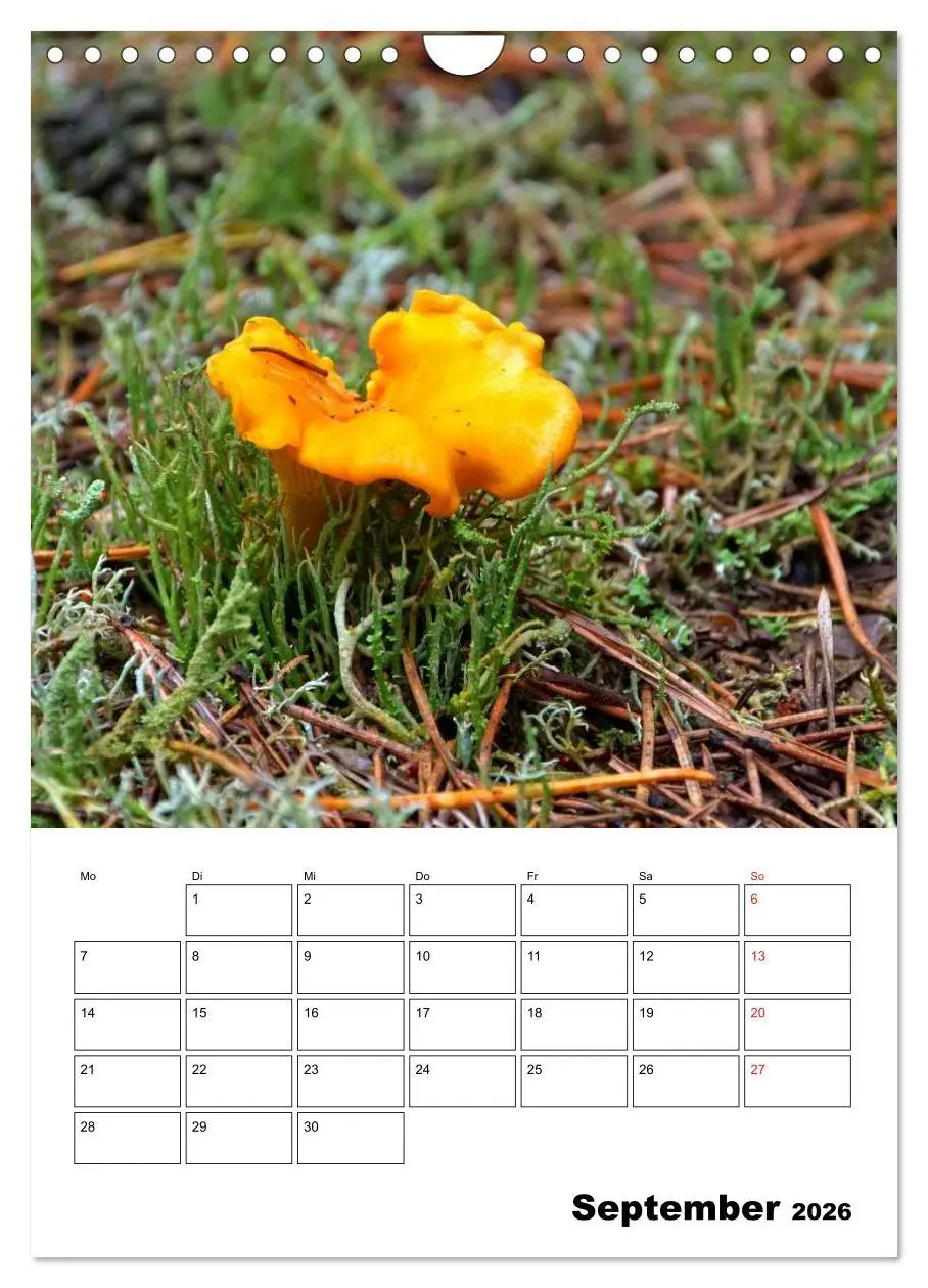 Bild: 9783516459609 | Heimische Waldpilze (Wandkalender 2026 DIN A4 hoch), CALVENDO...