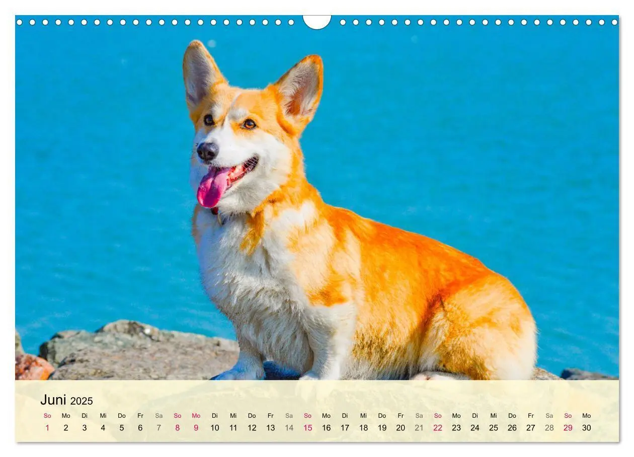 Bild: 9783435019809 | Welsh Corgi. Zauberhafter Dickkopf auf kurzen Beinen (Wandkalender...