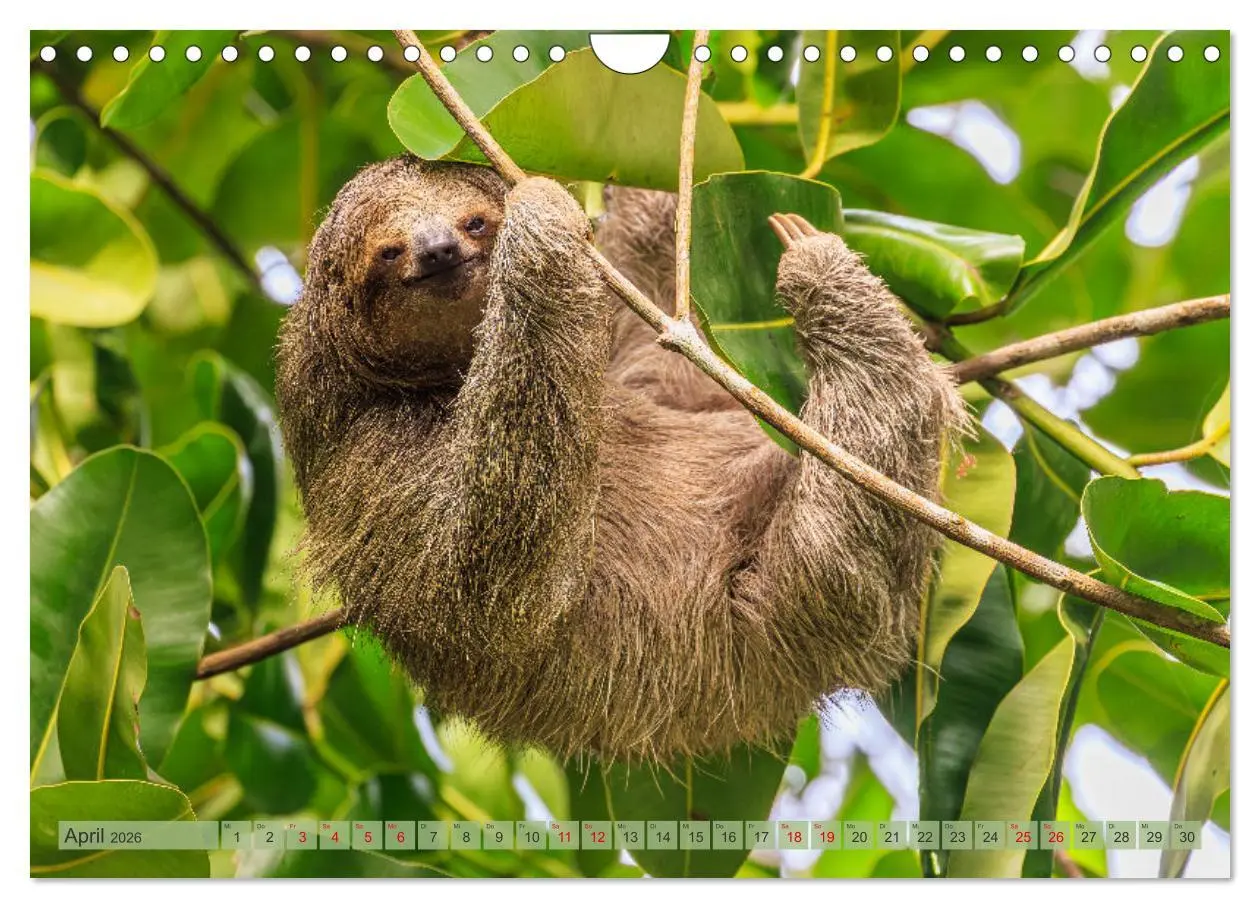 Bild: 9783457279809 | Tropenparadies zwischen Ozeanen Costa Rica (Wandkalender 2026 DIN...