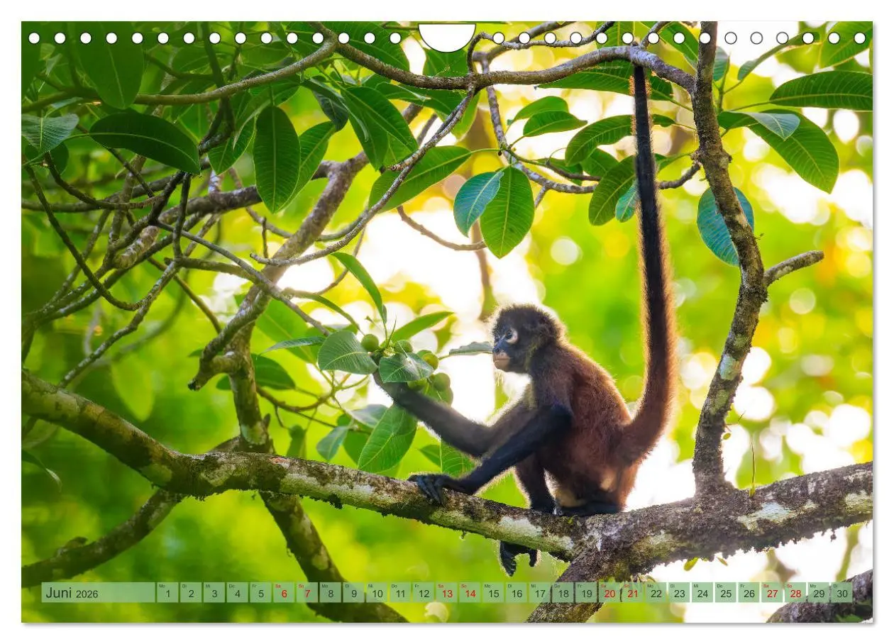 Bild: 9783457279809 | Tropenparadies zwischen Ozeanen Costa Rica (Wandkalender 2026 DIN...