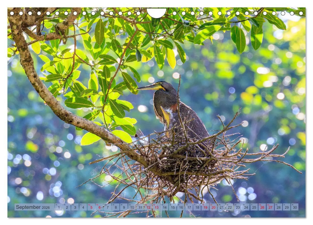 Bild: 9783457279809 | Tropenparadies zwischen Ozeanen Costa Rica (Wandkalender 2026 DIN...