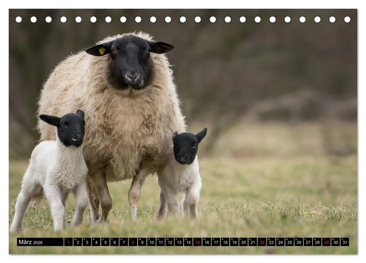 Bild: 9783457659809 | Rhönschafe - Symphatieträger des Biosphärenreservats Rhön...