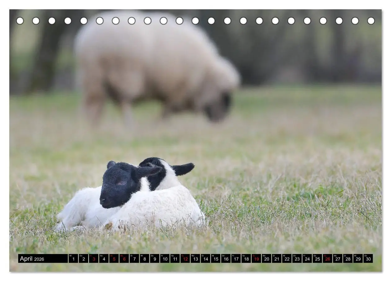 Bild: 9783457659809 | Rhönschafe - Symphatieträger des Biosphärenreservats Rhön...