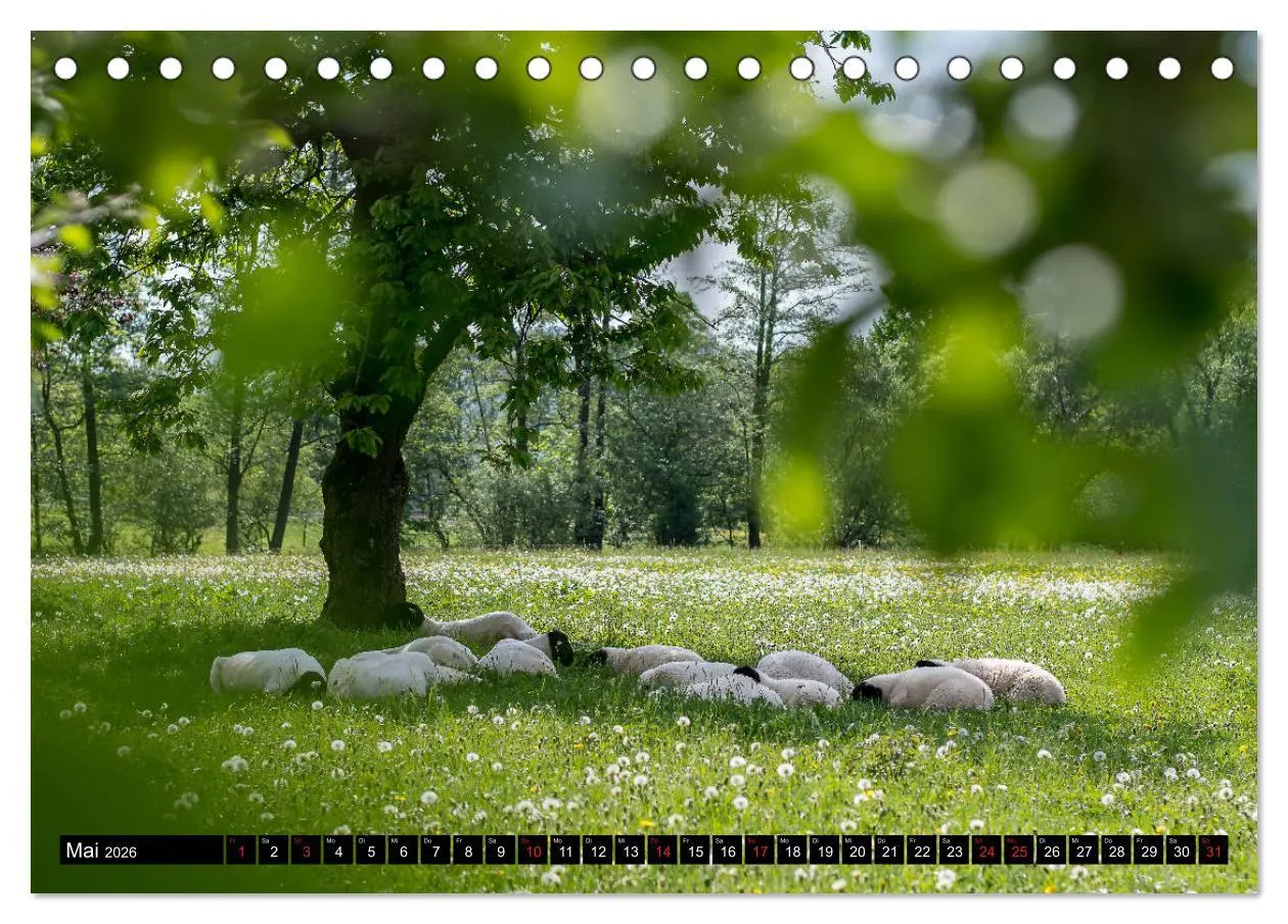 Bild: 9783457659809 | Rhönschafe - Symphatieträger des Biosphärenreservats Rhön...