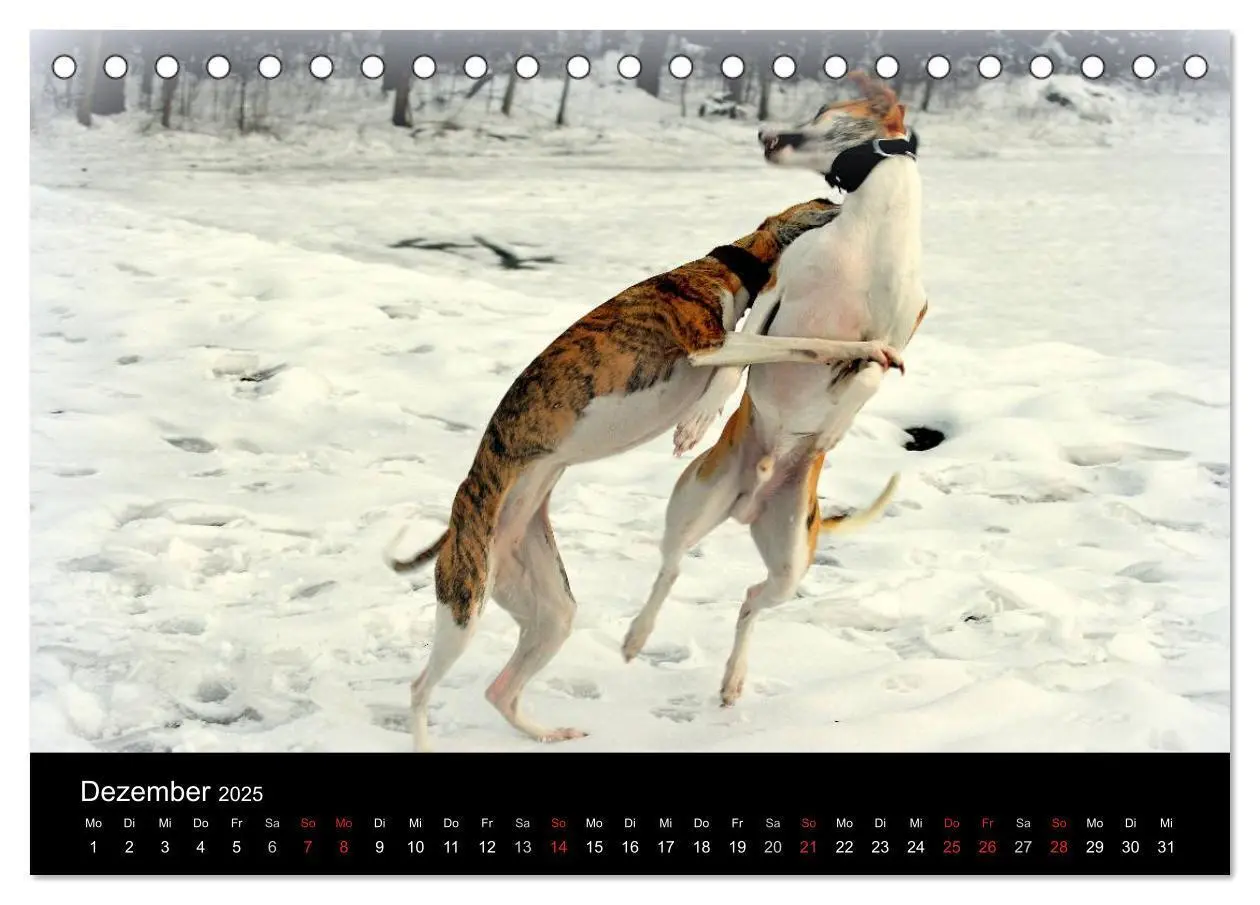 Bild: 9783435629909 | Whippets in Aktion (Tischkalender 2025 DIN A5 quer), CALVENDO...