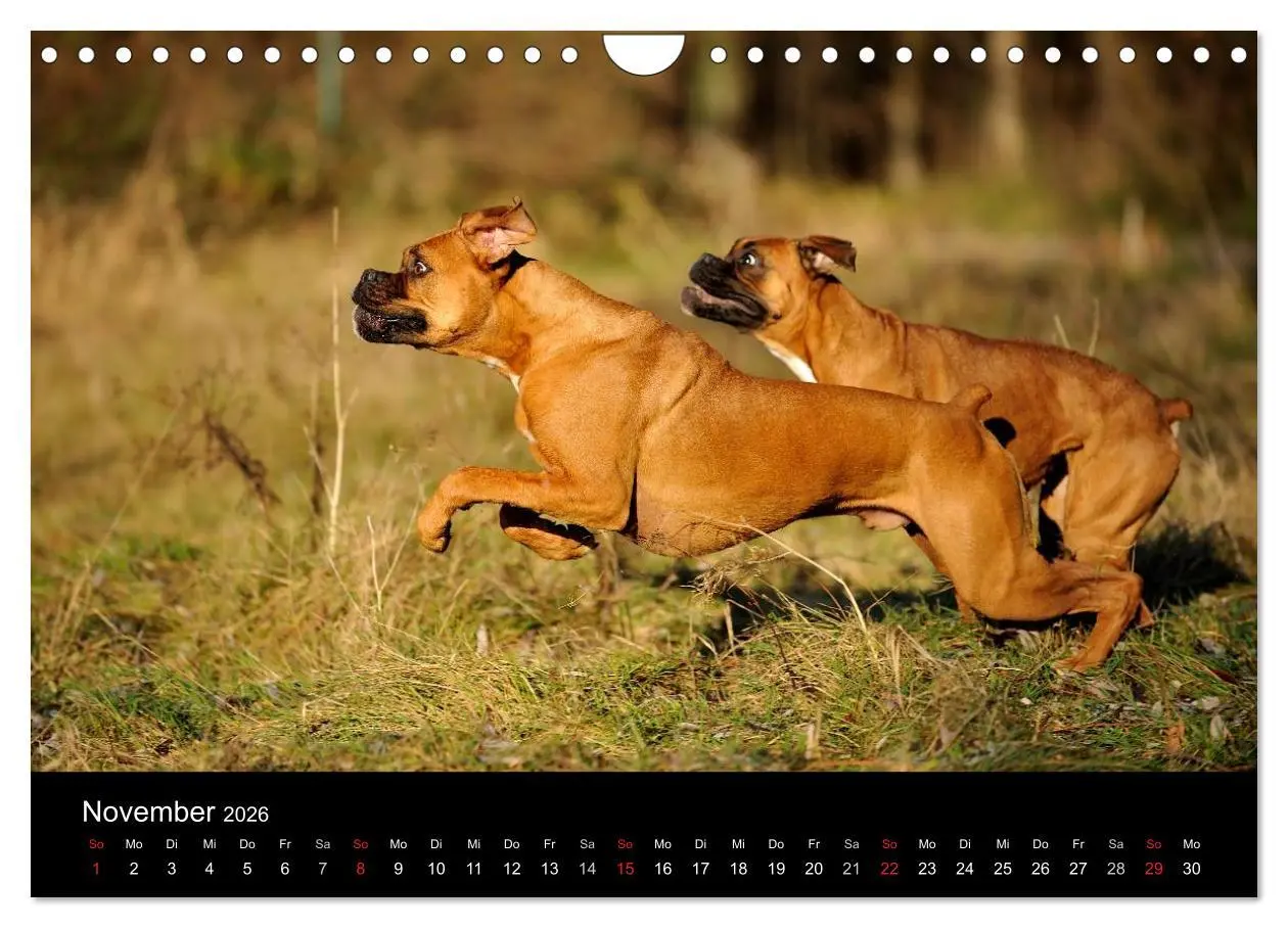Bild: 9783516050110 | Boxer ? Was sonst ! (Wandkalender 2026 DIN A4 quer), CALVENDO...