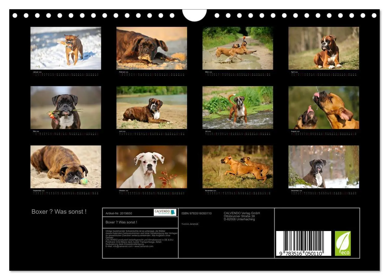 Bild: 9783516050110 | Boxer ? Was sonst ! (Wandkalender 2026 DIN A4 quer), CALVENDO...