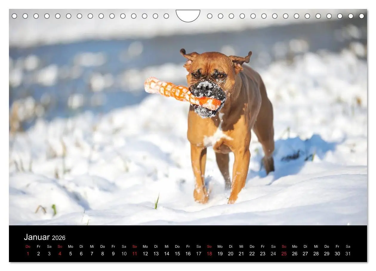 Bild: 9783516050110 | Boxer ? Was sonst ! (Wandkalender 2026 DIN A4 quer), CALVENDO...