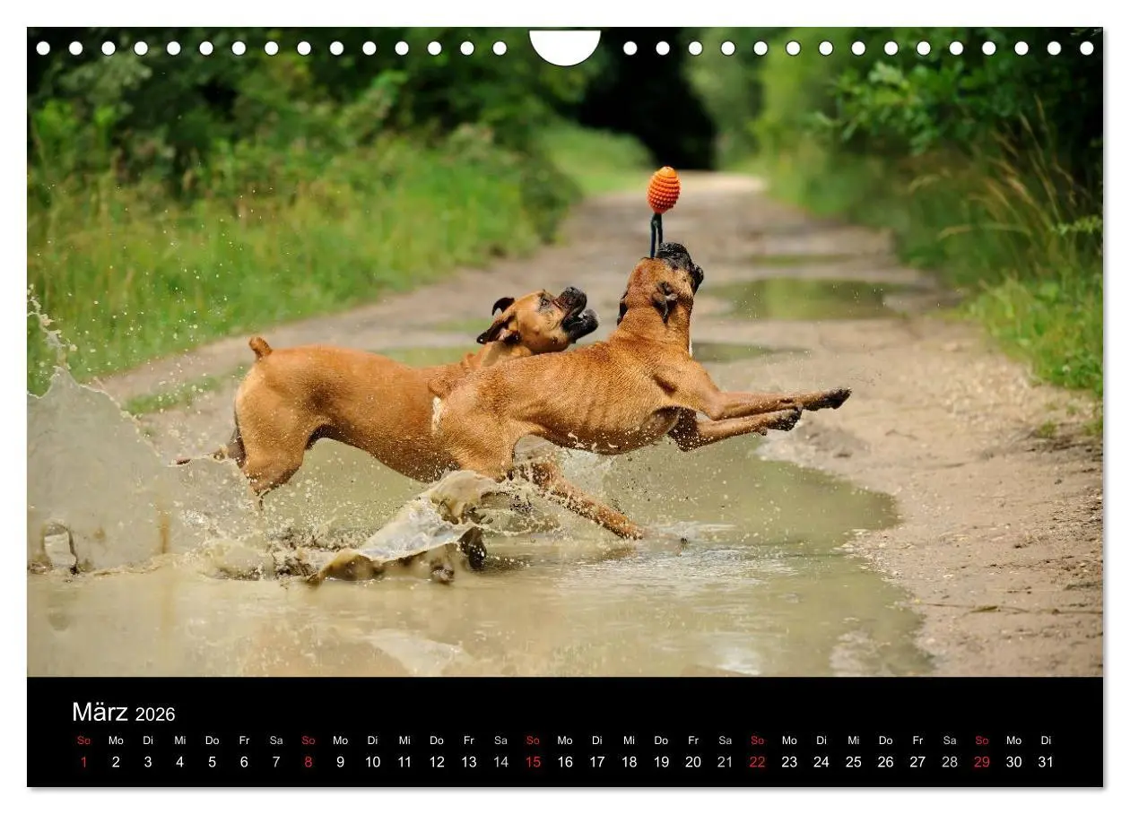 Bild: 9783516050110 | Boxer ? Was sonst ! (Wandkalender 2026 DIN A4 quer), CALVENDO...