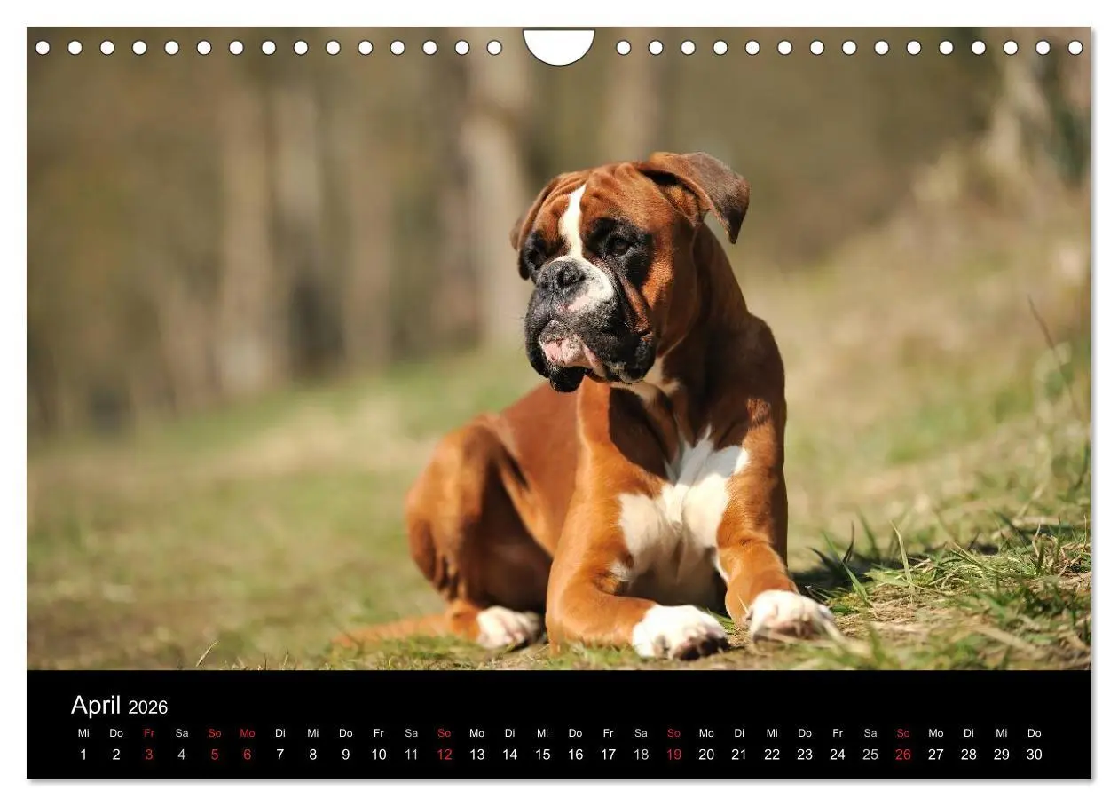 Bild: 9783516050110 | Boxer ? Was sonst ! (Wandkalender 2026 DIN A4 quer), CALVENDO...