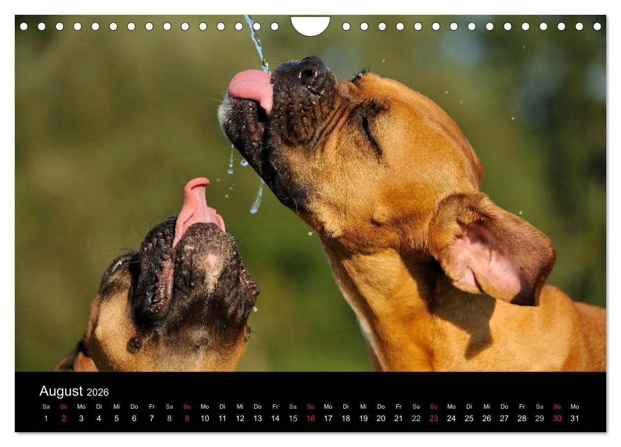 Bild: 9783516050110 | Boxer ? Was sonst ! (Wandkalender 2026 DIN A4 quer), CALVENDO...