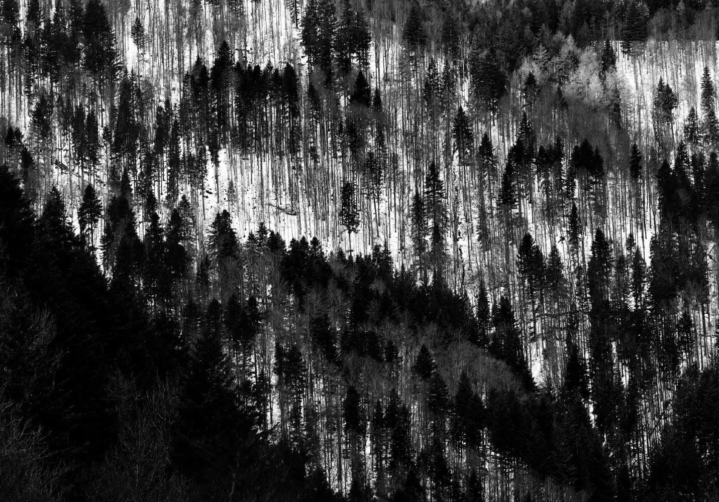 Bild: 9783949070310 | Schwarz. Wald. Weiß. | Joseph Carlson | Buch | 116 S. | Deutsch | 2023