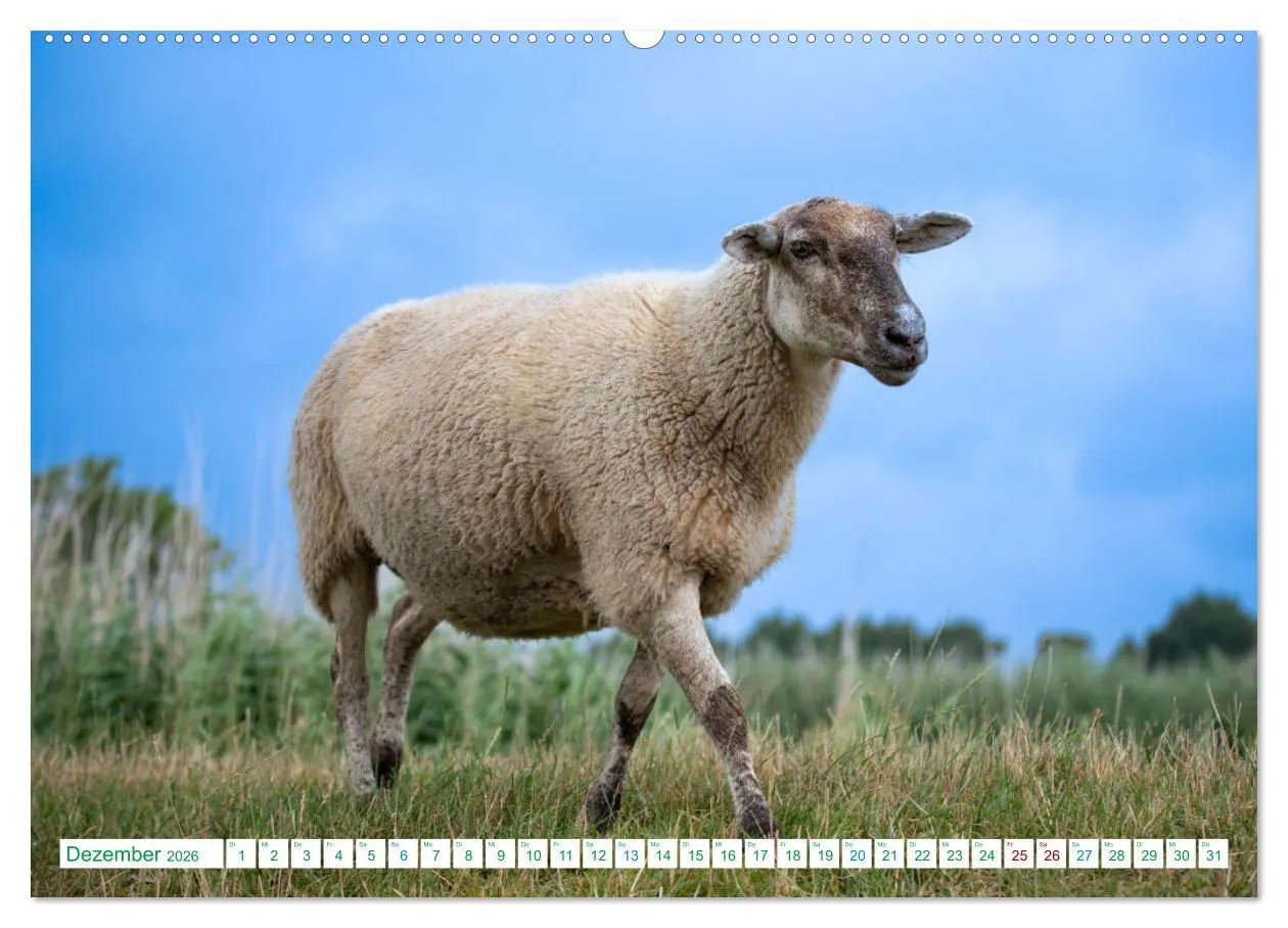 Bild: 9783457480410 | Schillig und Horumersiel - Im Wangerland unterwegs (Wandkalender...