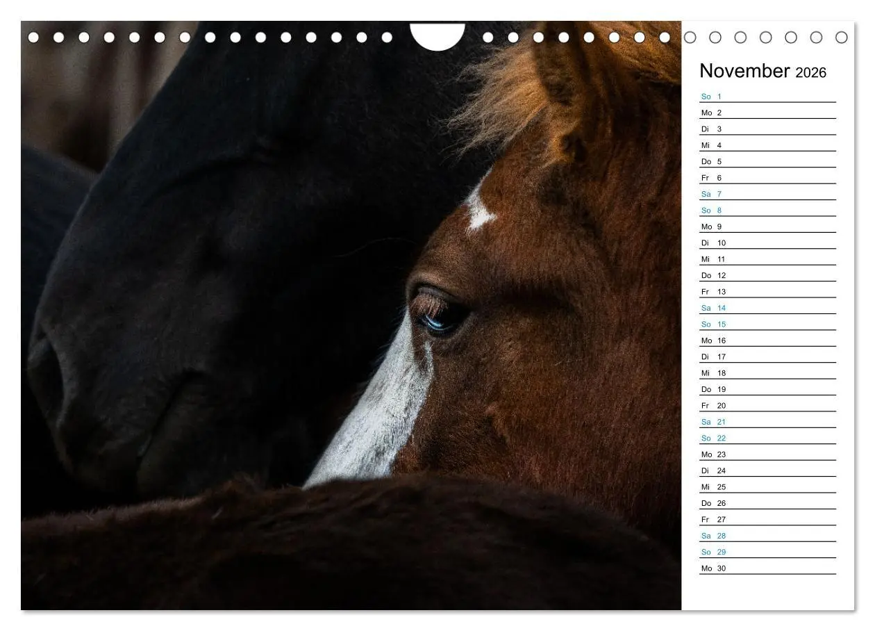 Bild: 9783457620410 | Islandpferde Kalender - Pferde von der Insel aus Feuer und Eis...