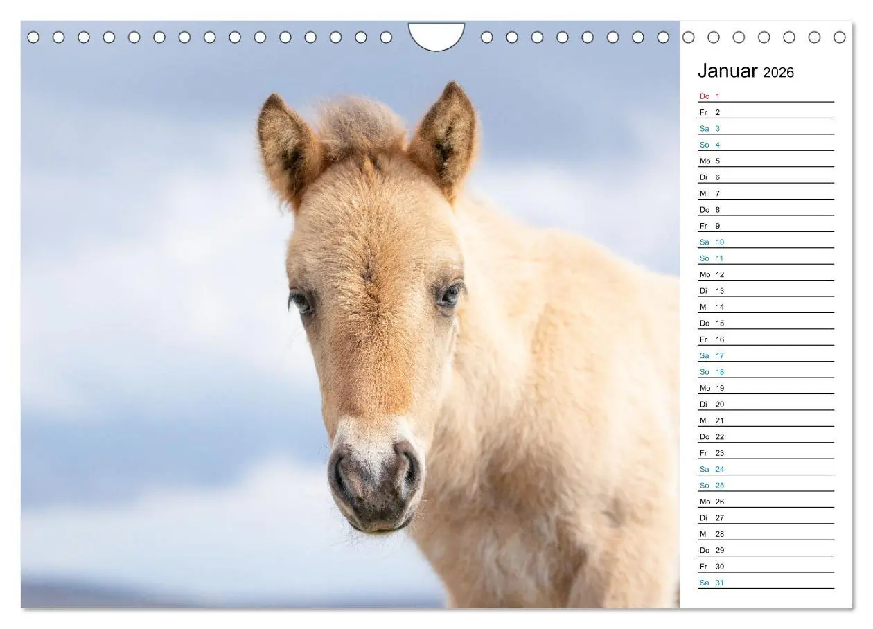 Bild: 9783457620410 | Islandpferde Kalender - Pferde von der Insel aus Feuer und Eis...